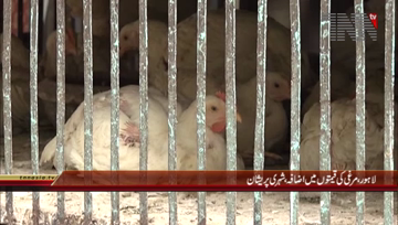 Lahore- Chicken Price Hike 