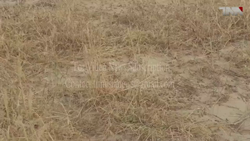 Islamabad- Locusts are present in 52 districts of the country,NDMA