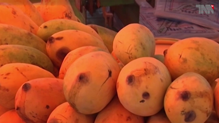 Islamabad- Taste of Pakistani mango is popular all over the world, President 