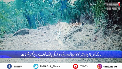 Islamabad- Margalla hills: Saidpur on high alert after three leopards enter village