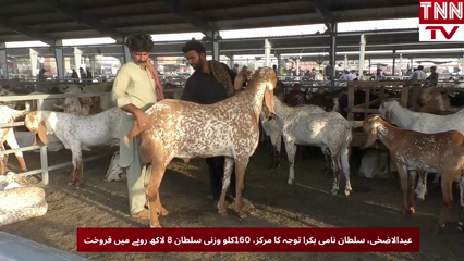 160KG Goat “Sultan” Sold for Rs 8 Lakh in Lahore