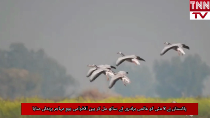 Pakistan Marks International Day of Migratory Birds with Renewed Commitment to Wildlife Conservation